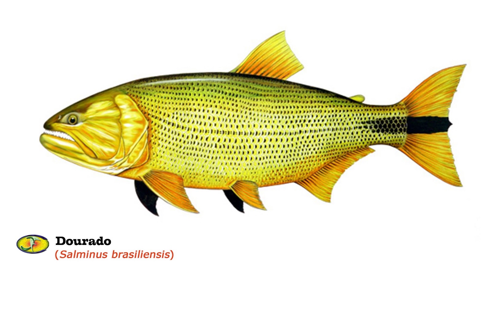 Salminus Brasiliensis