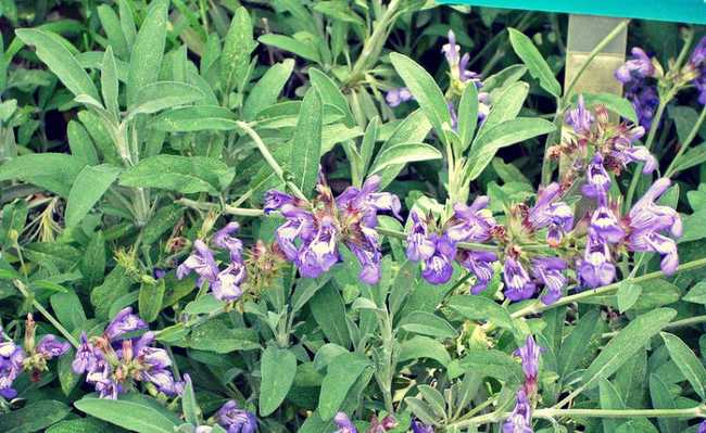 Salvia Officinalis