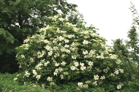 Sambucus Nigra