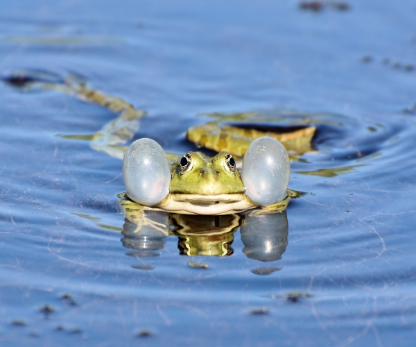 Sapo Boi Indiano Dentro da Lagoa