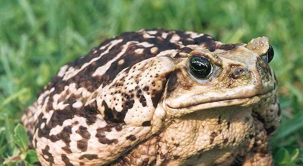 Sapo Boi é Venenoso? | Mundo Ecologia