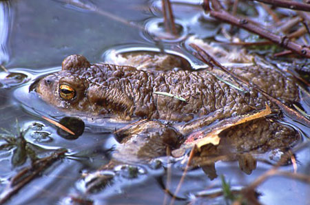 Sapo Comum Dentro da Lagoa