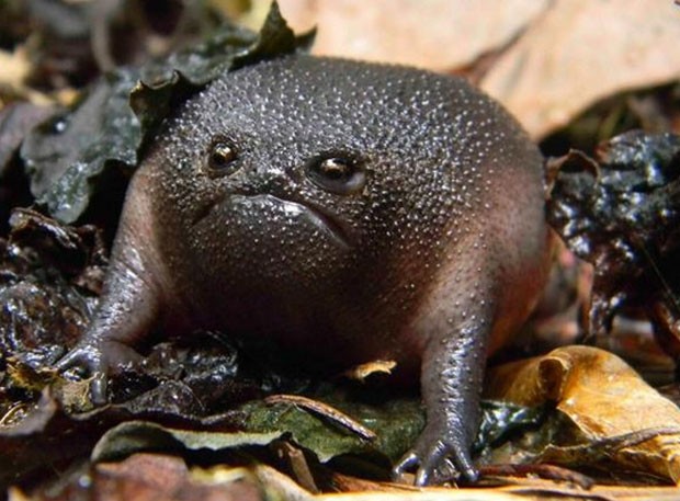 Sapo Preto Características