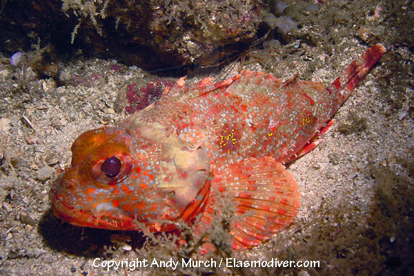 Scorpaena Brasiliensis