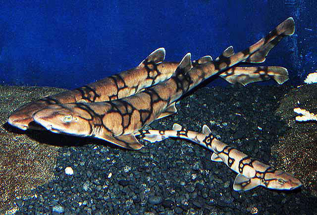 Scyliorhinus Retifer