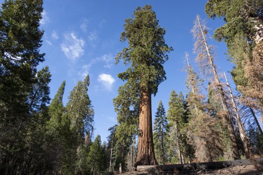 Sequoia 