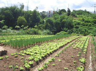 Solo Arenoso Para a Agricultura