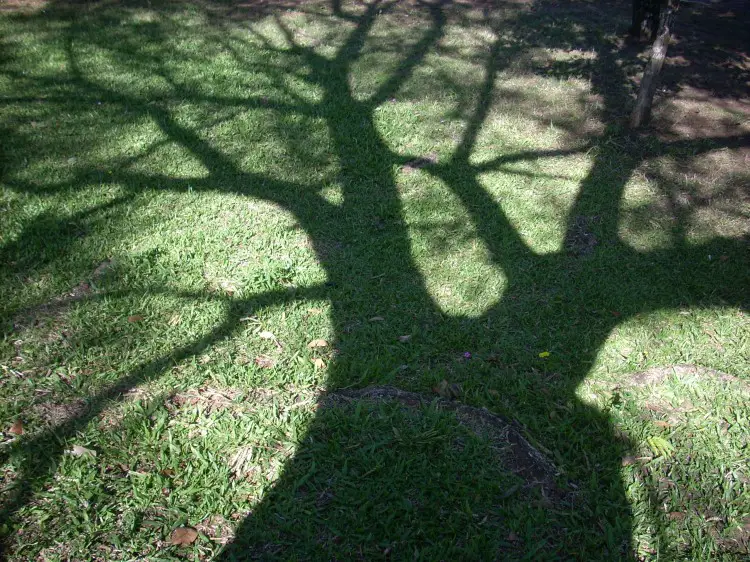 Sombra de Árvore 