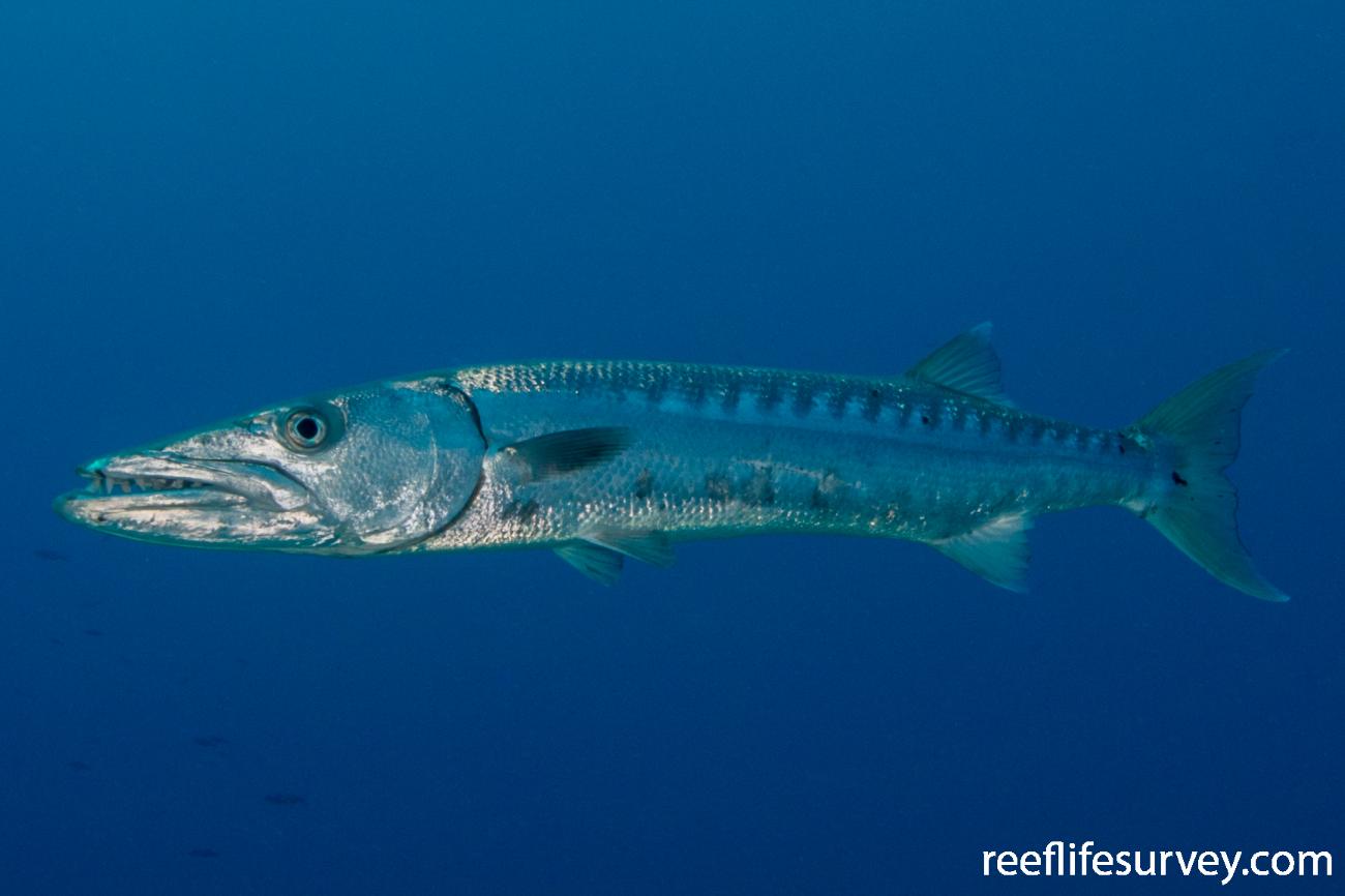 Sphyraena Barracuda