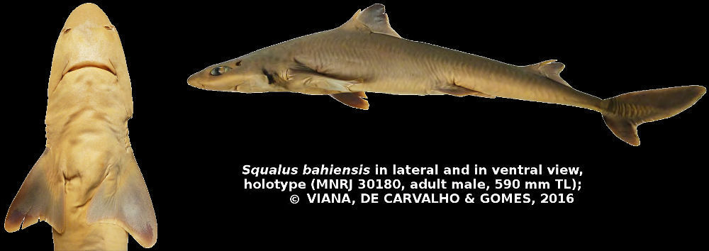 Squalus Bahiensis 