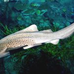 Stegostoma Fasciatum