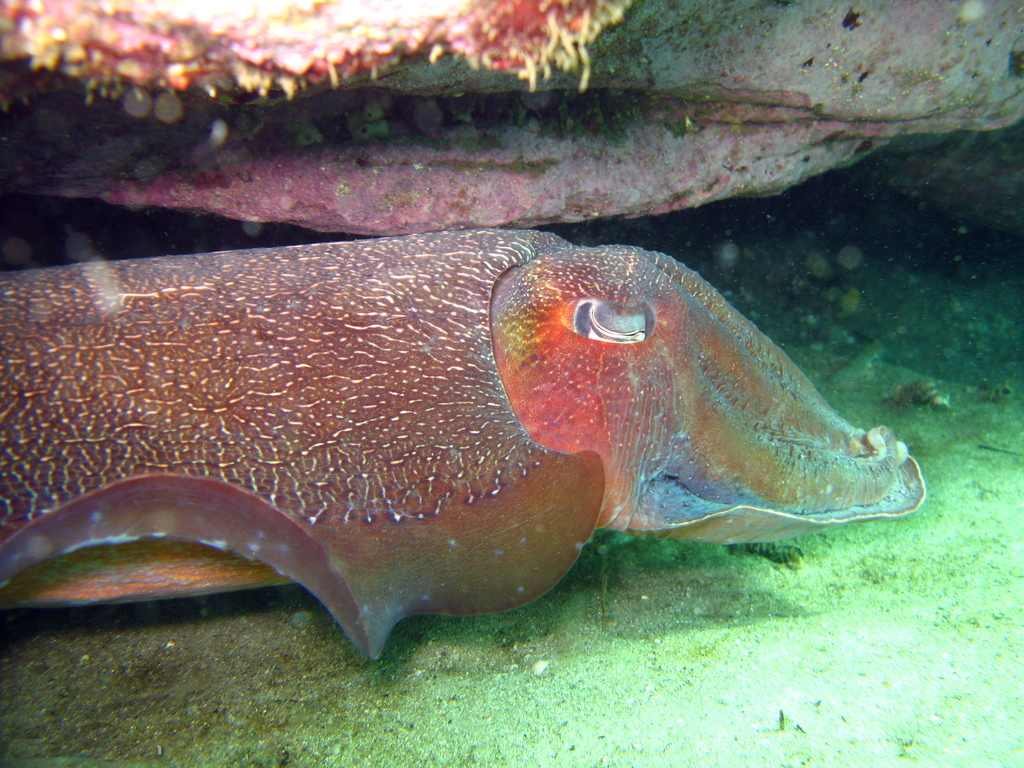 Sépia Apama