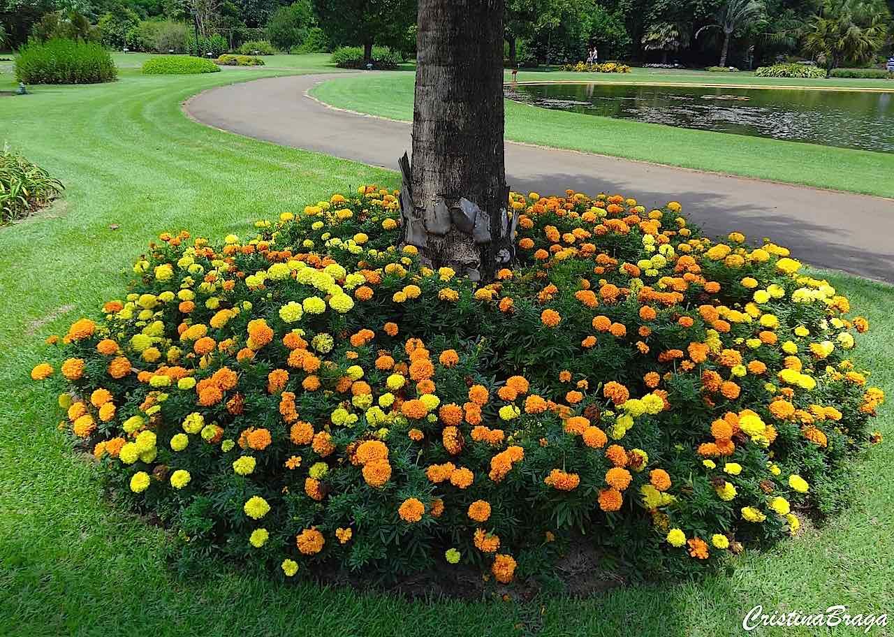 Tagete Patula Plantadas no Jardim