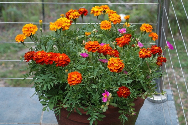 Tagetes-Patula Bem Cuidadas