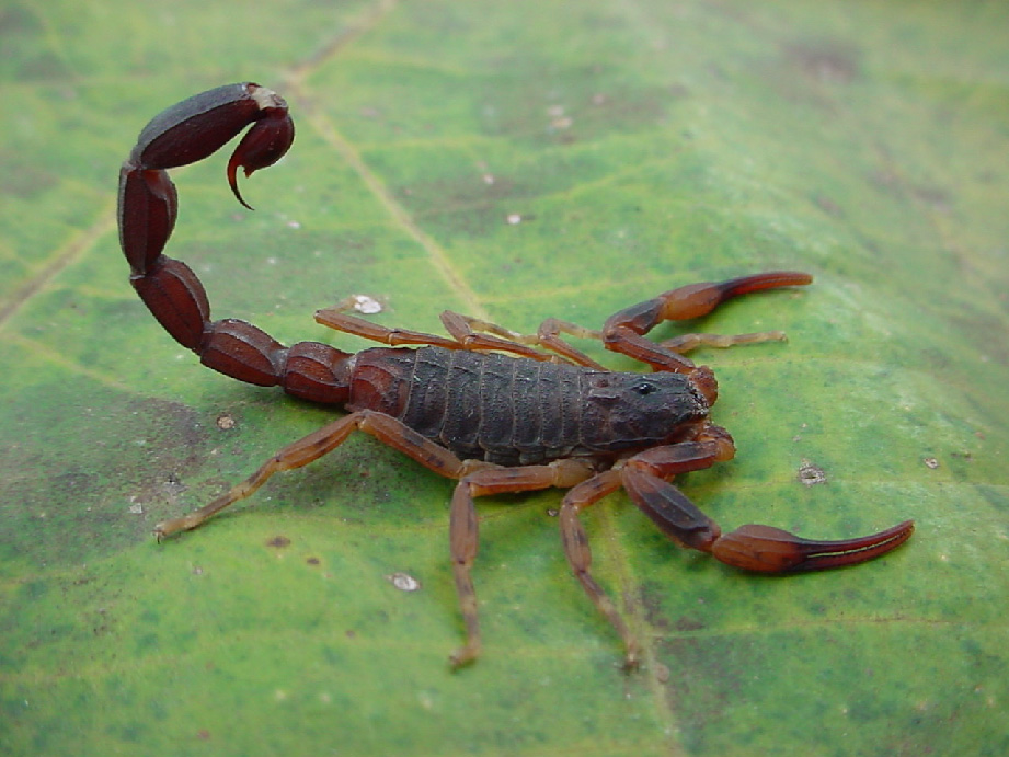 Tityus Bahiensis