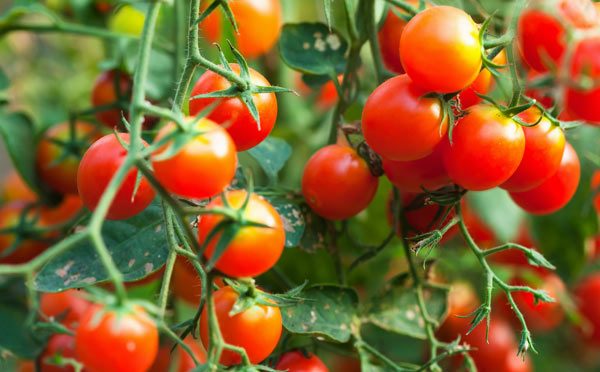 Tomate-Cereja