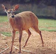 Animais da Caatinga Paraibana