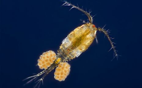Zooplâncton visto em microscópio: copépodes e larvas translúcidas flutuando na água do mar