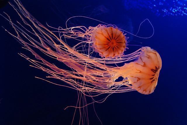 Água-viva translúcida flutuando no oceano com tentáculos visíveis