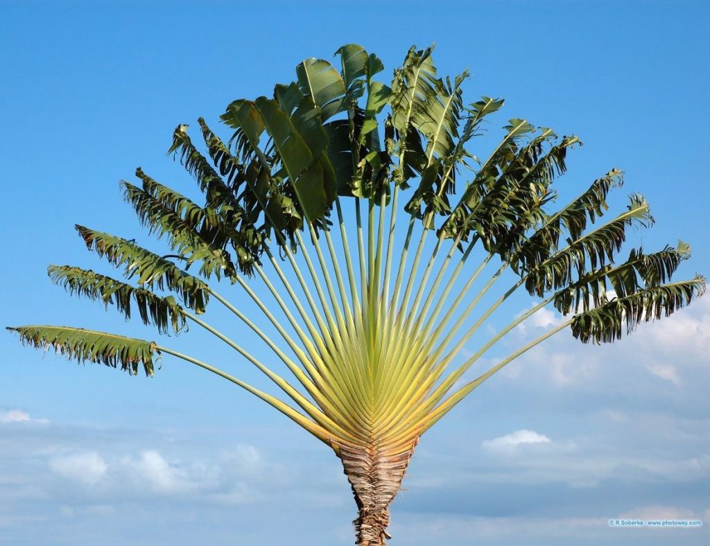 Nomes de Árvores de A a