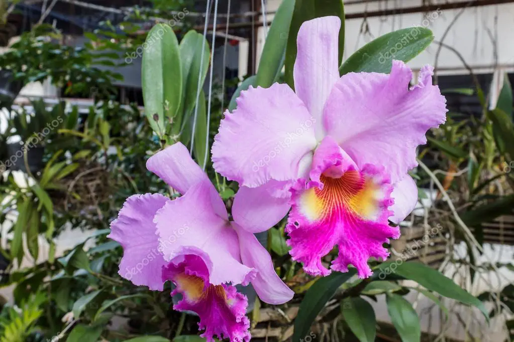 Orquídea Cattleya
