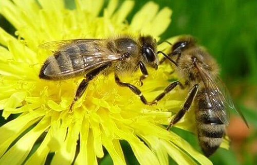 Tipos de Abelhas Com Ferrão