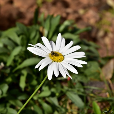 Abelha Sobe uma Margarida 