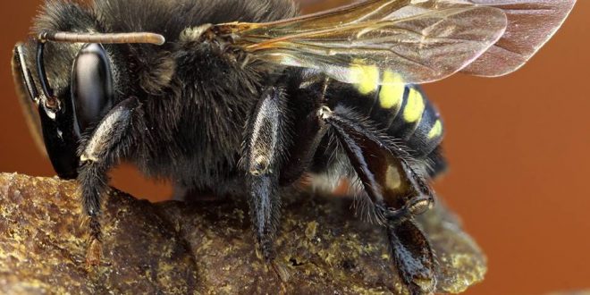 Tipos De Abelhas Sem Ferrão | Mundo Ecologia