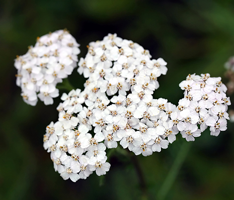 Achillea Millefolium