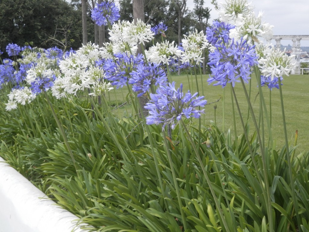 Agapanto Branco e Azul