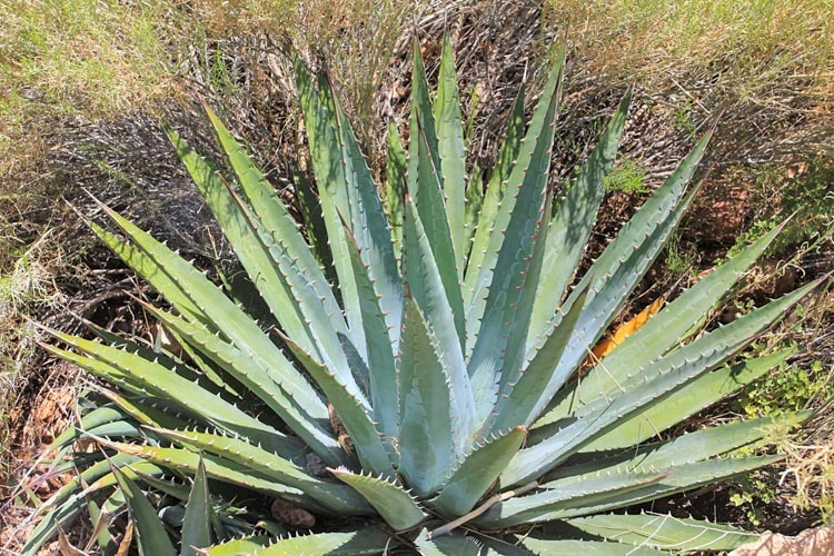 Agaves