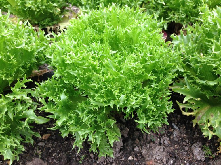 Alface Frisée Plantado