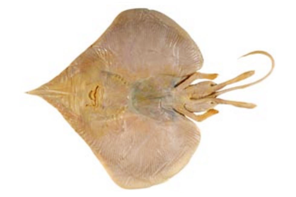 Anacanthobatidae