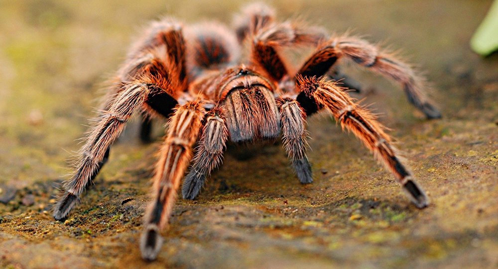 Aranha