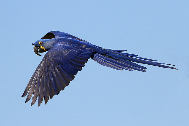 Arara-Azul-Grande