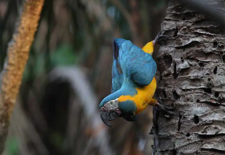 Arara-de-Garganta-Azul Andando em Uma Árvore 