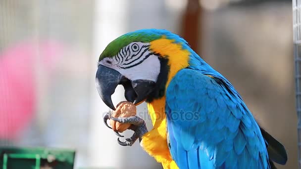 Arara-de-Garganta-Azul Comendo