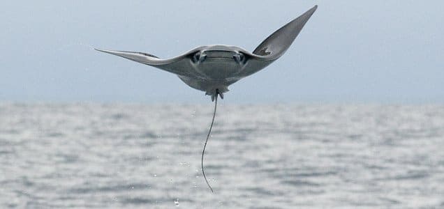 Arraia Jamanta Fotografada em Pleno Salto