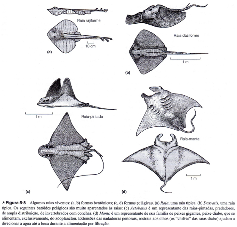 Arraias Características Anatômicas 