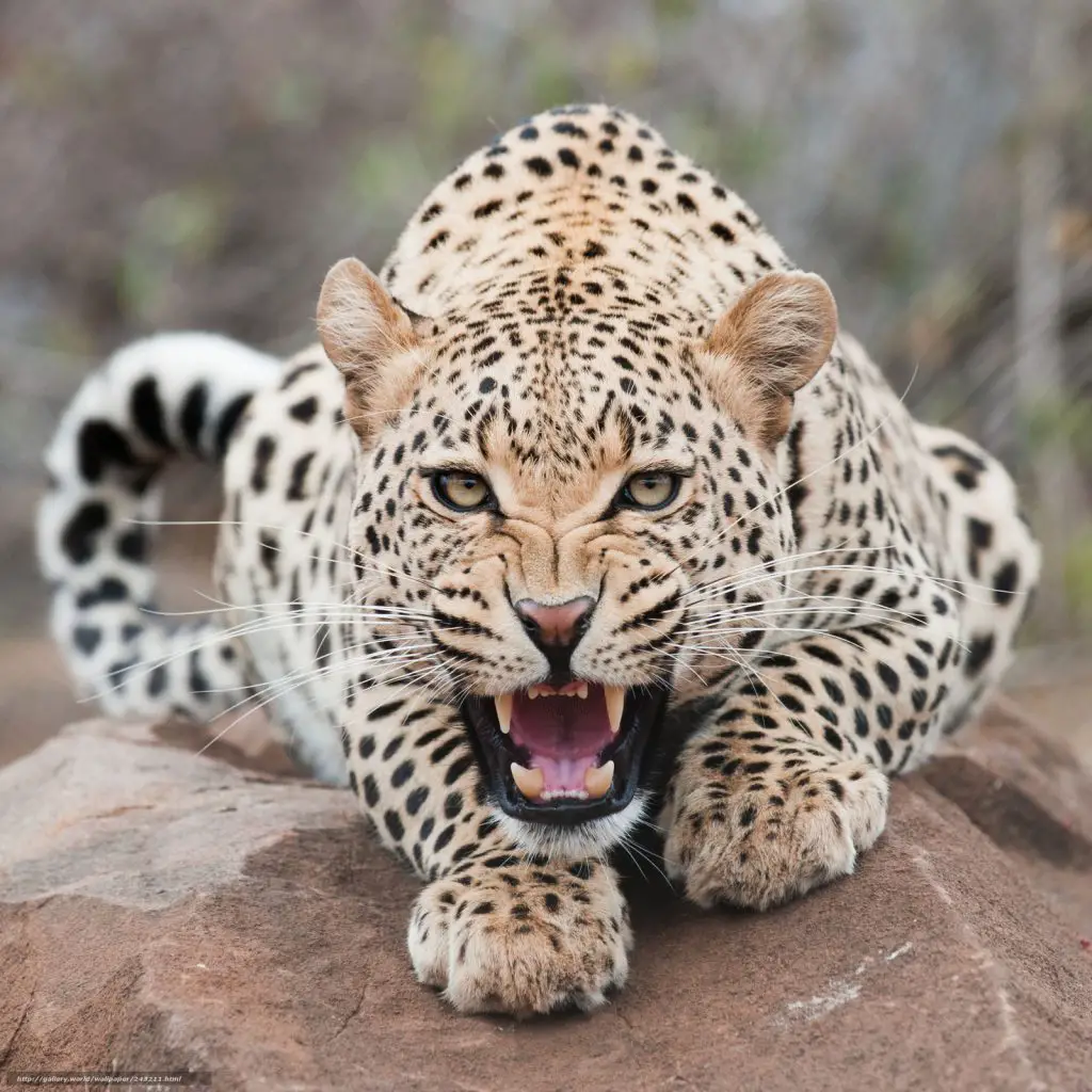 As Garras do Leopardo