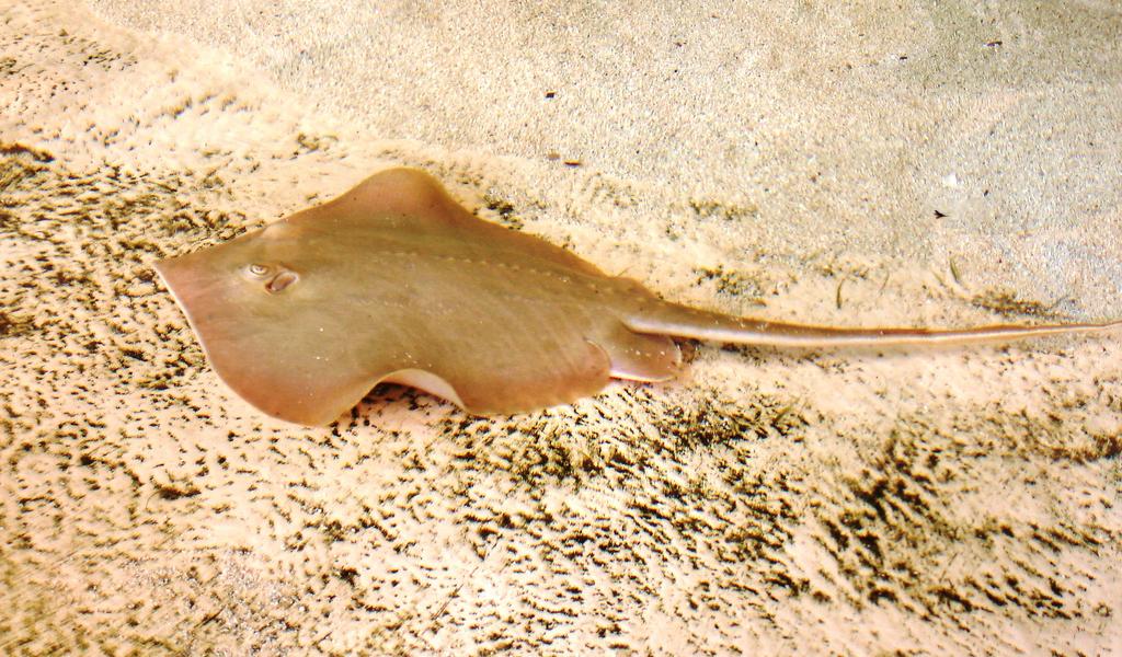 Atlantic Stingray