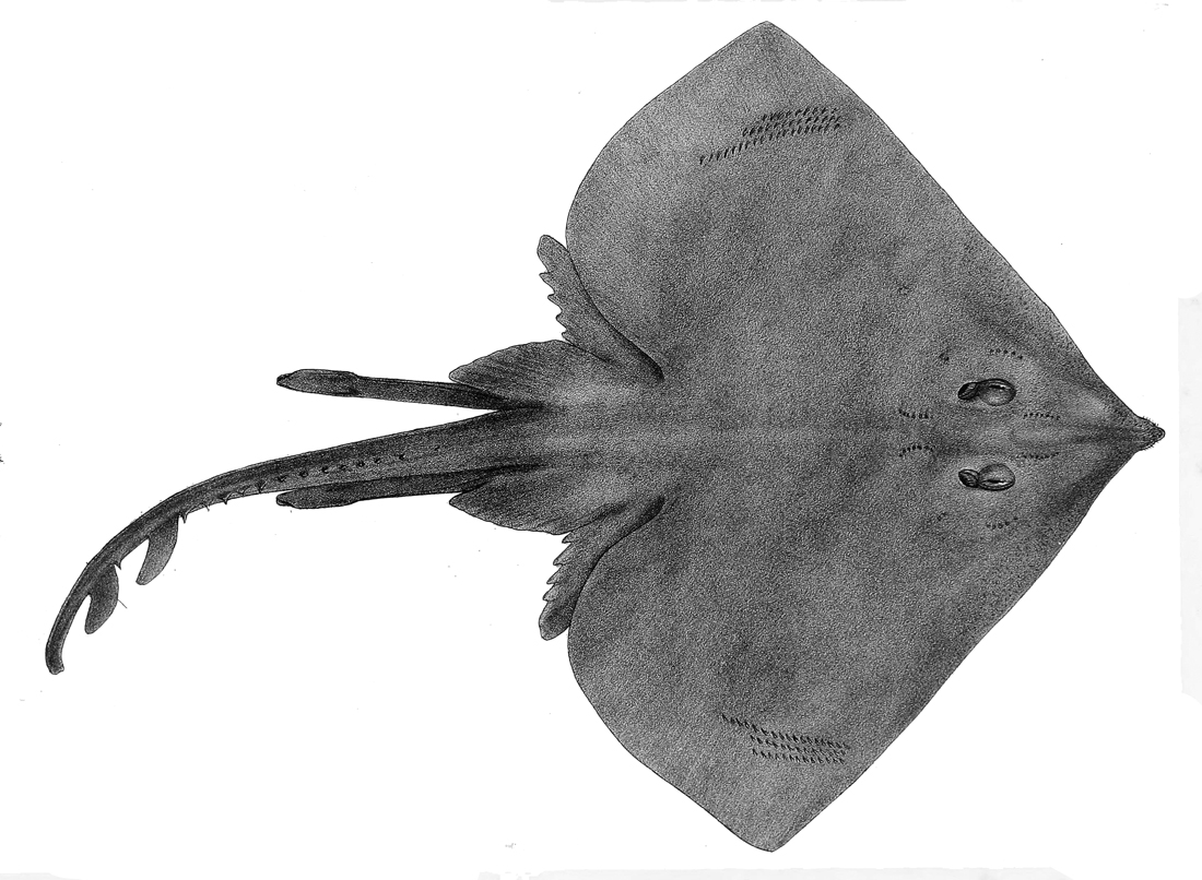 Atlantoraja Platana