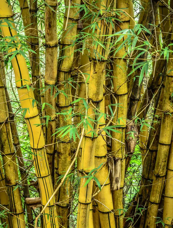 Bambu Amarelo