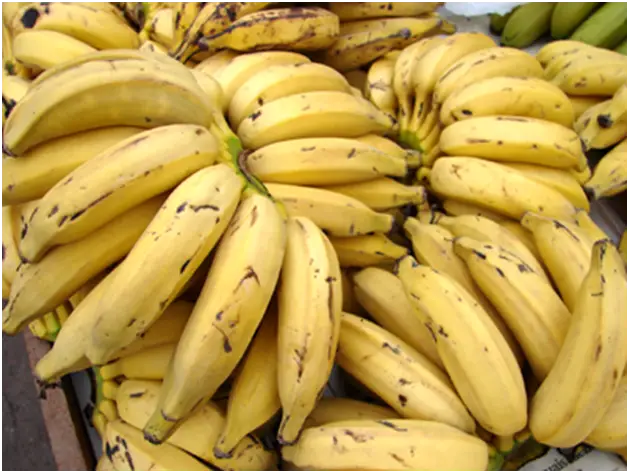Banana Prata Comum 