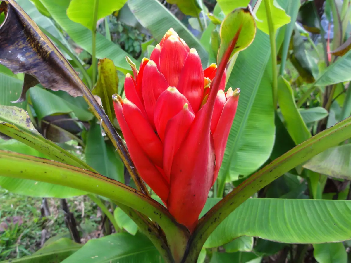 Bananeira De Jardim Vermelha: Características e Fotos | Mundo Ecologia