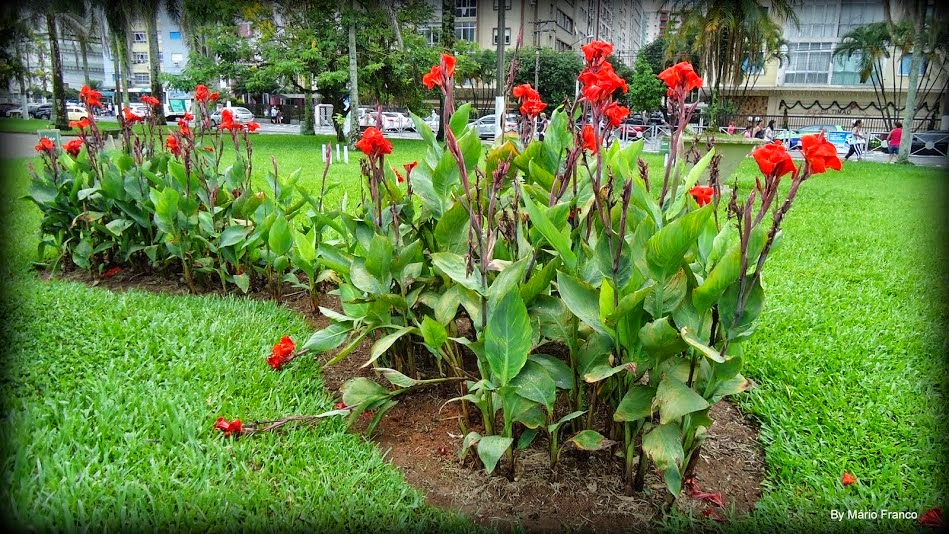 Bananeira Vermelha de Jardim 