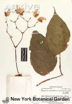 Begonia Aeranthos