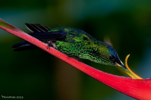 Beija-Flor-De-Fronte-Violeta Na Helicônia Bihai