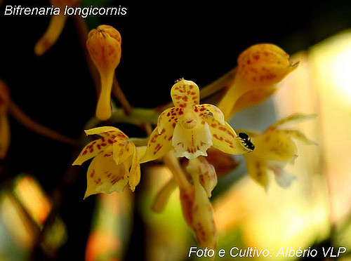 Bifrenaria Longicornis