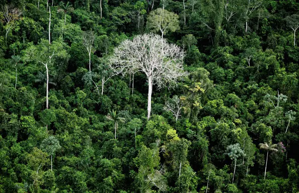 Bioma Floresta Amazônica